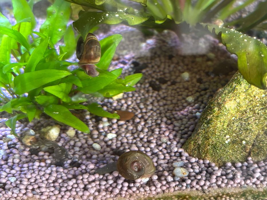 Guppys (adultos e bebés) e Caracóis
