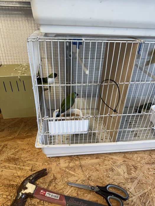 Casais diamantes gould