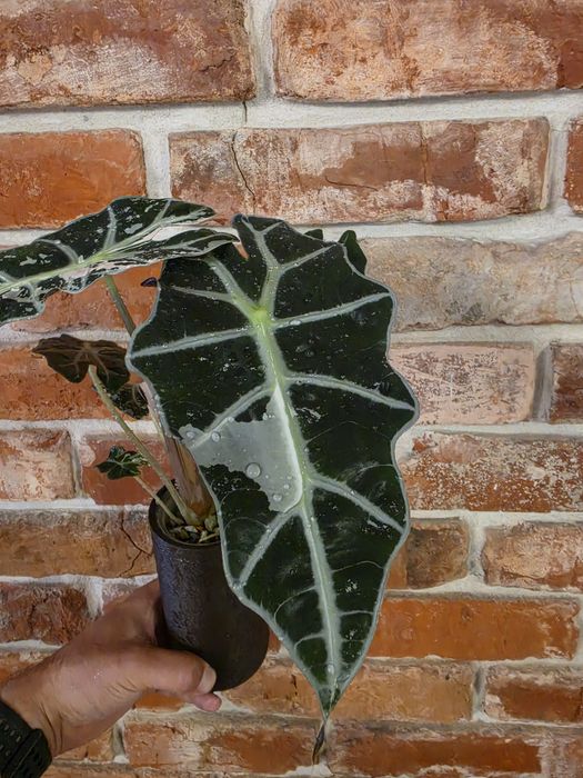 Alocasia Polly Pink Varie
