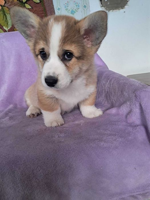 Цуценята Вельш коргі пемброк гарним родоводом