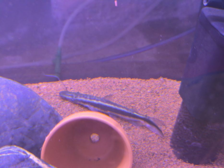 Monster Fish - Diversos -