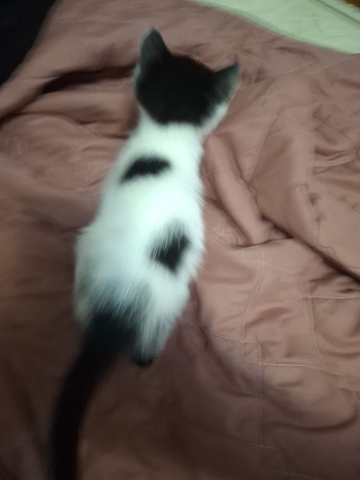 Котик, кошеня хлопчик