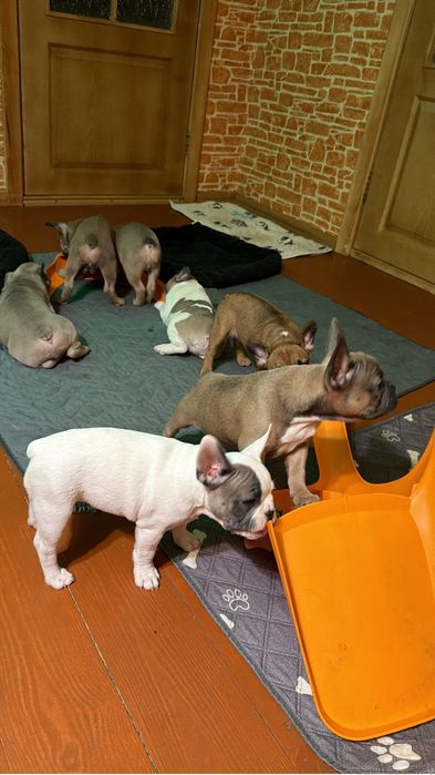 Французкий Бульдог