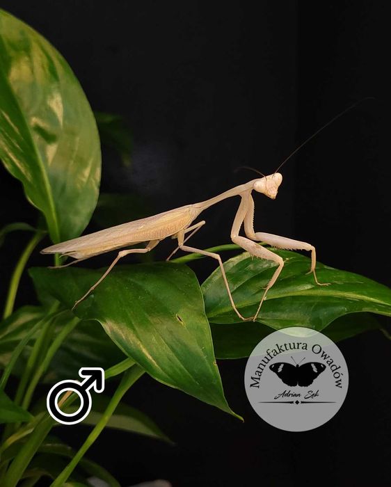 Modliszka Hierodula membranacea L3/4