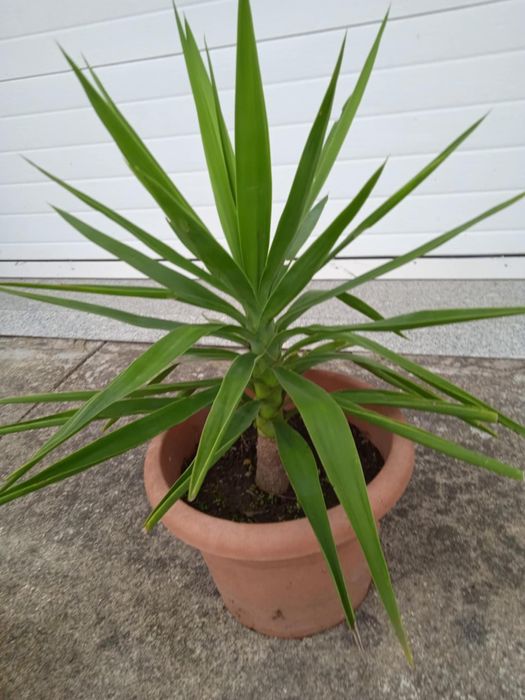 Yuca bonita para jardim ou em vaso