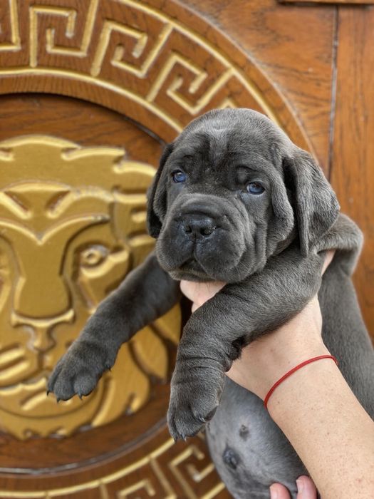 Щастя поруч Львівському питомнику-Cane corso
