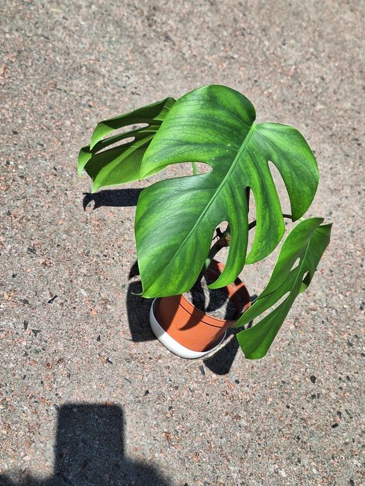 Монстера укорінена