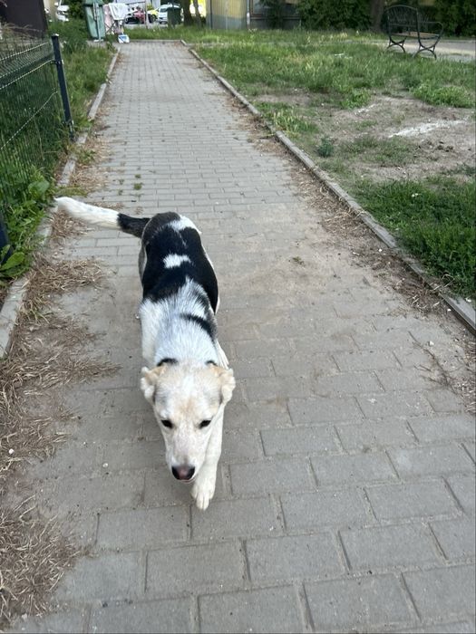 Maks szuka domku