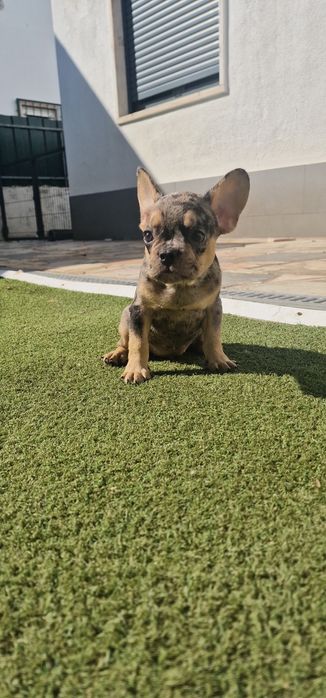 Menino bulldog frances merle tan
