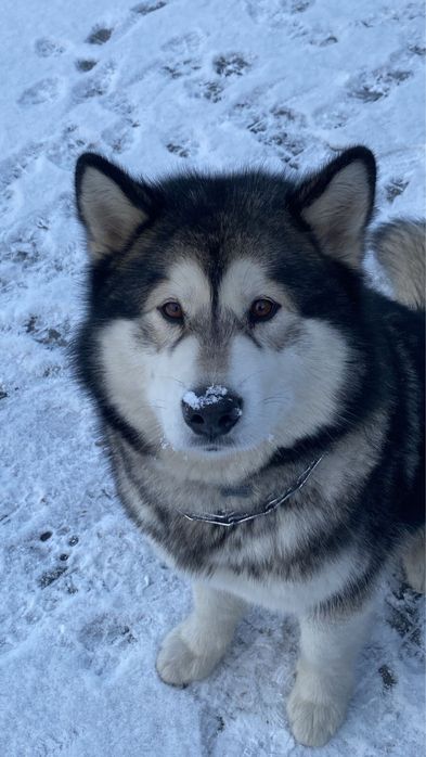 Alaskan Malamute