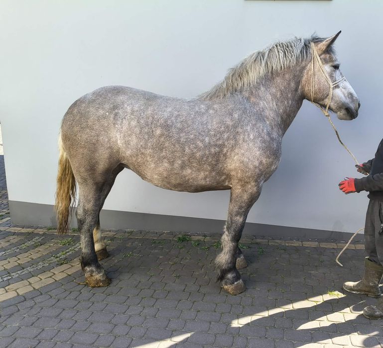 Sprzedam Siwą Klacz