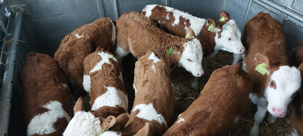 SM mięsne Byczki Cielaki Czysta Rasa Simental Oryginalny