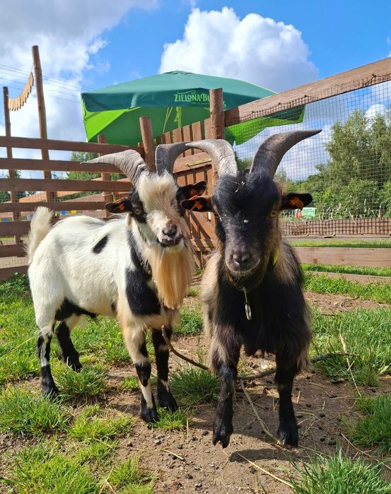 Na sprzedaż gotowy biznes - Ranczo na Stawowej w Osieku