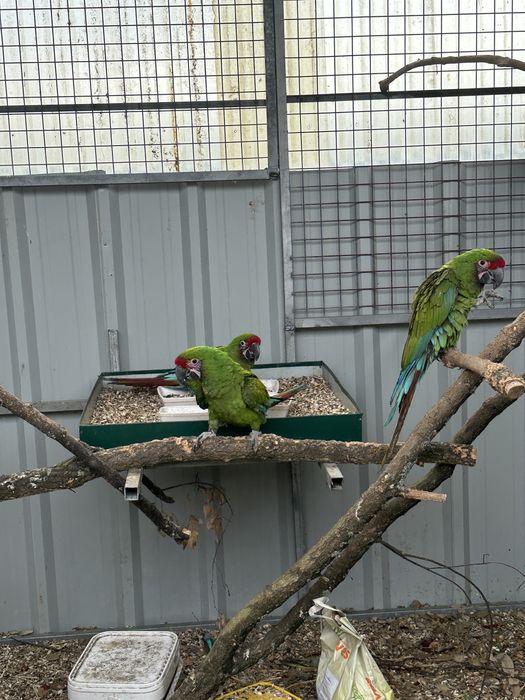 3 casais Araras Militar