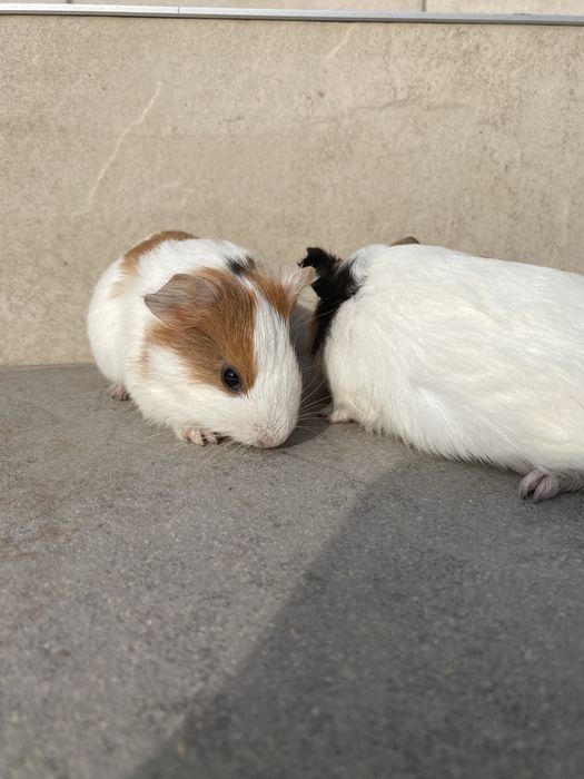 Продам морські свинки.