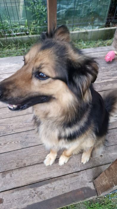 Oddam pieska w dobre ręce