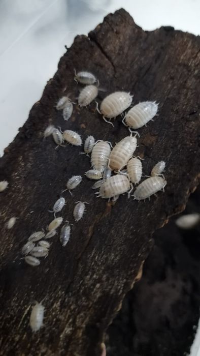Isopods para terrario