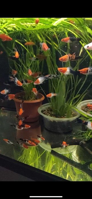 Меченосцы Кои чистая линия