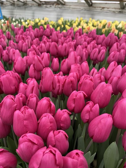 Продам тюльпан опт и розница.