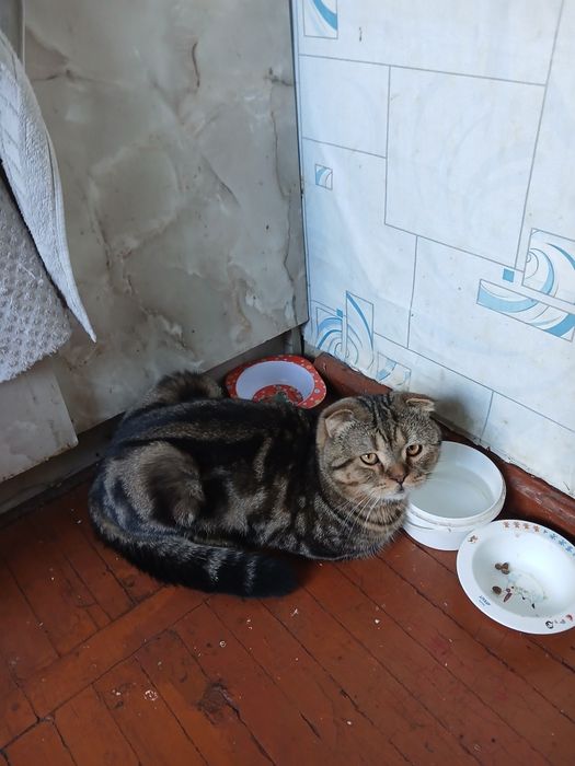 Віддам висловухого кота