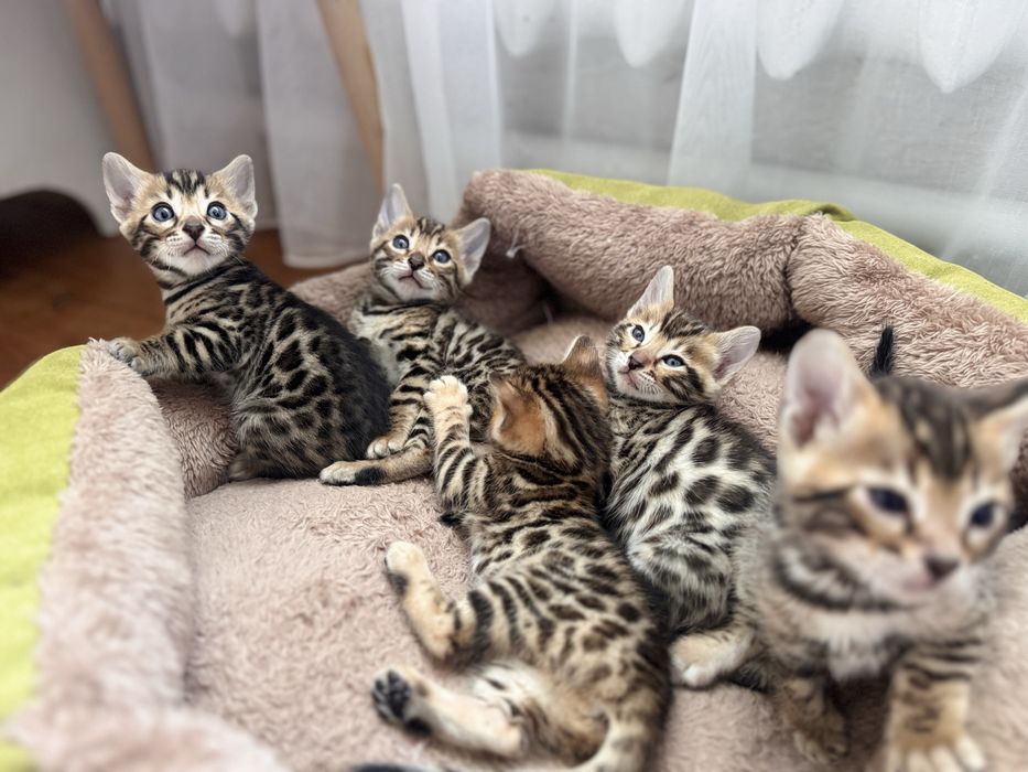 Бенгальські кошеннята.
