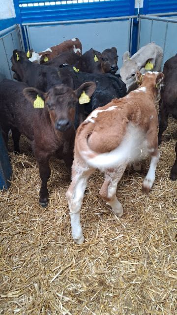 Cielaki mięsne byczki jałóweczki