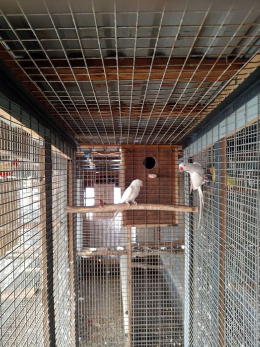 Aleksandretty obroże