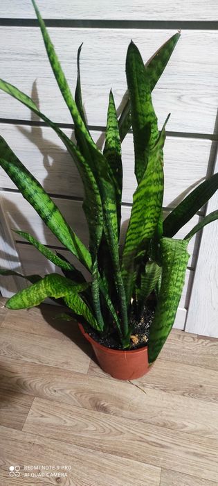 Сансевиерия или тёщин язык красивый цветок