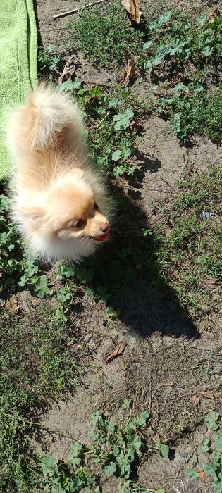 Pomeranian, szpic miniaturowy.