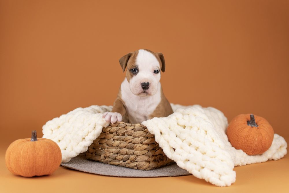 Пропонується хлопчик амстафф