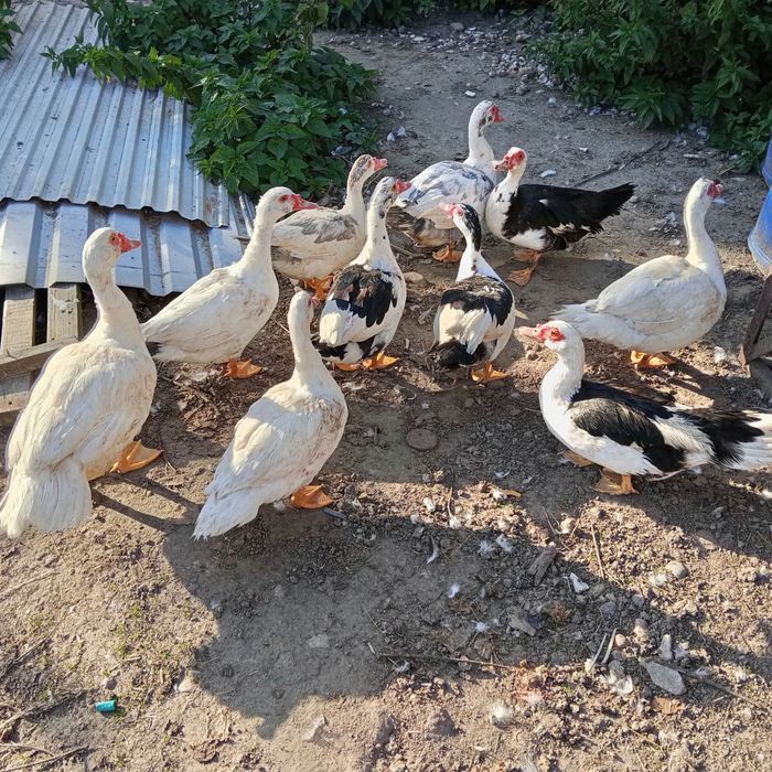 Sprzedam króliki cena od 30zł
