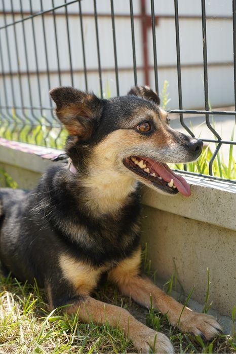 Tekila szuka domku