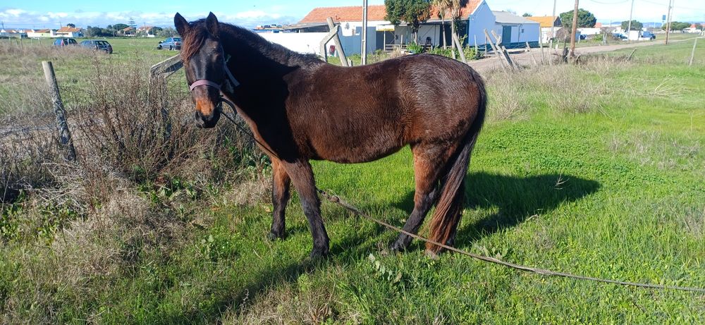 Cavalo montado e engatado