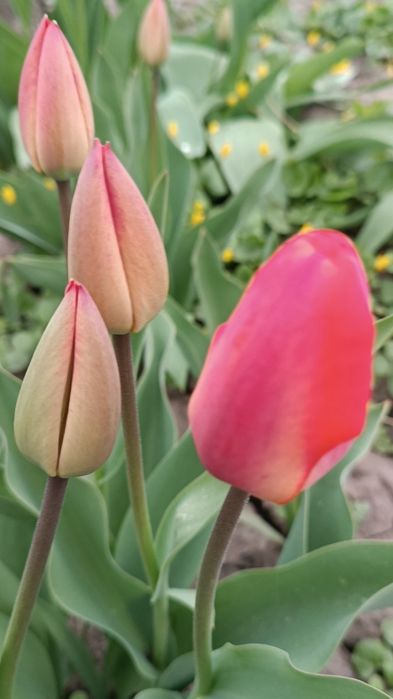 Продам  зрізом тюльпани та нарциси