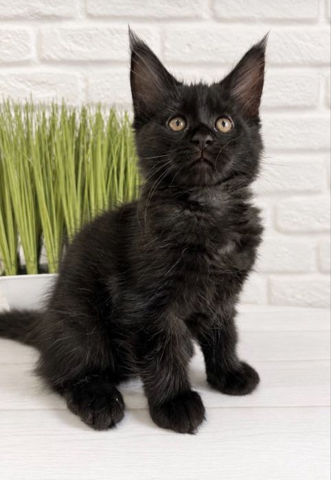 Кошеня Мейн кун хлопчик