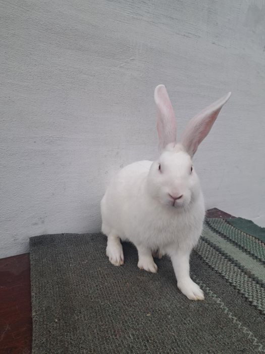 Кролі Термондці , Термондська Біла