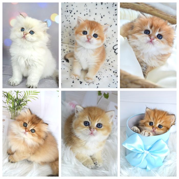 Британська золота шиншила кошенята