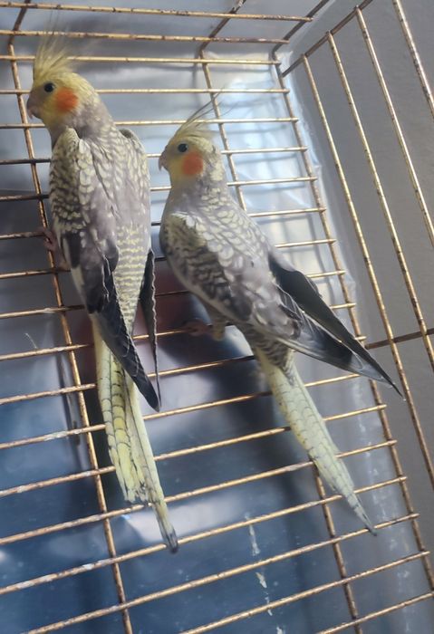 Caturras e Rosicollis criados e por terminar de criar