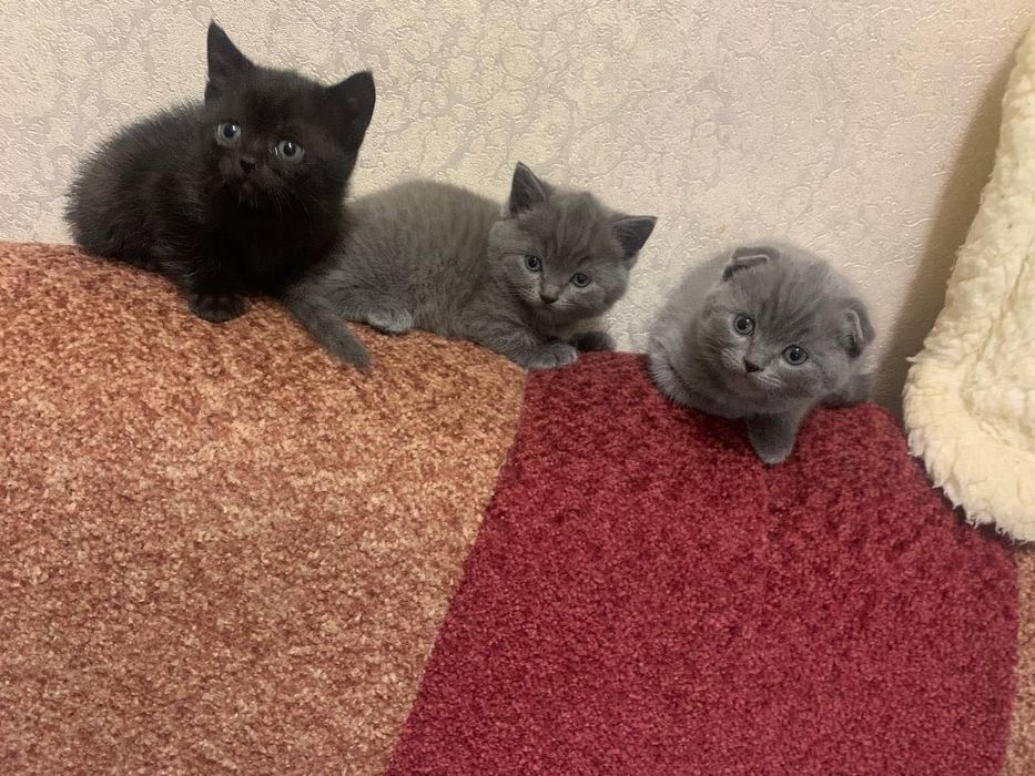 Весловухі котики