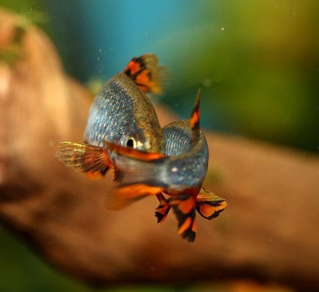 Мікро росбора галактика рибка акваріумна