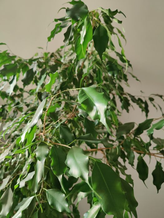 Fikus 2m ok 25 lat pleciony zdrowy zielony bonsai drzewo do domu liść