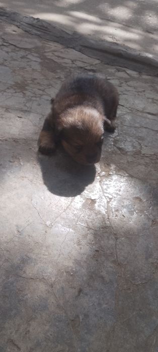 Продаю собачкууу