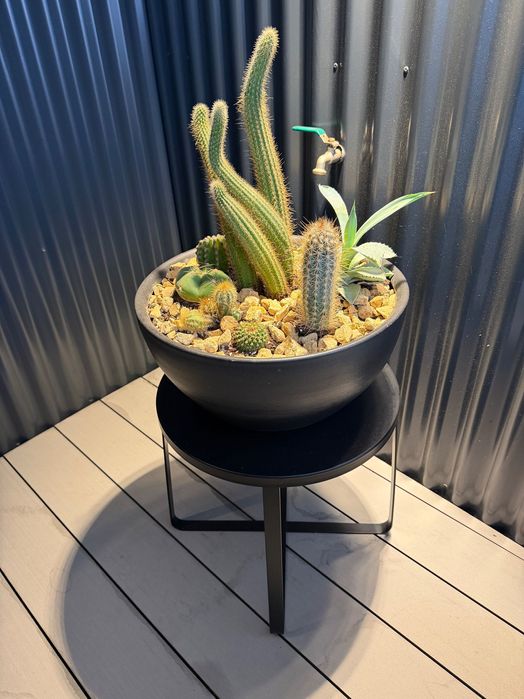 Vaso com cactos naturais