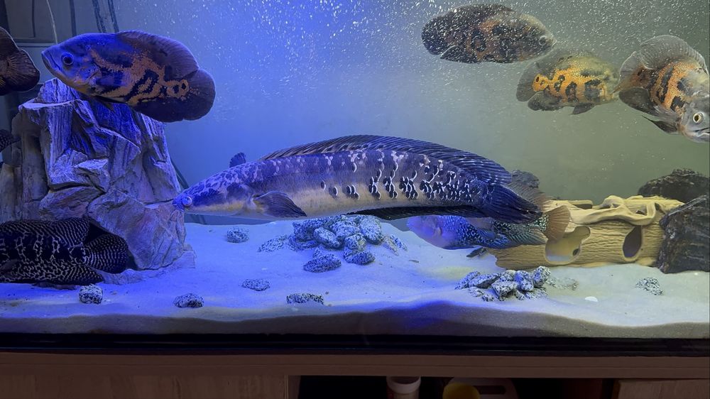 Змієголов,Зииеголов,аквариум