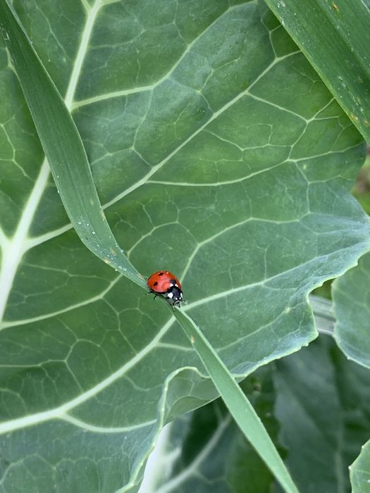 Sacos com couve caldo verde/magusto/ farofa