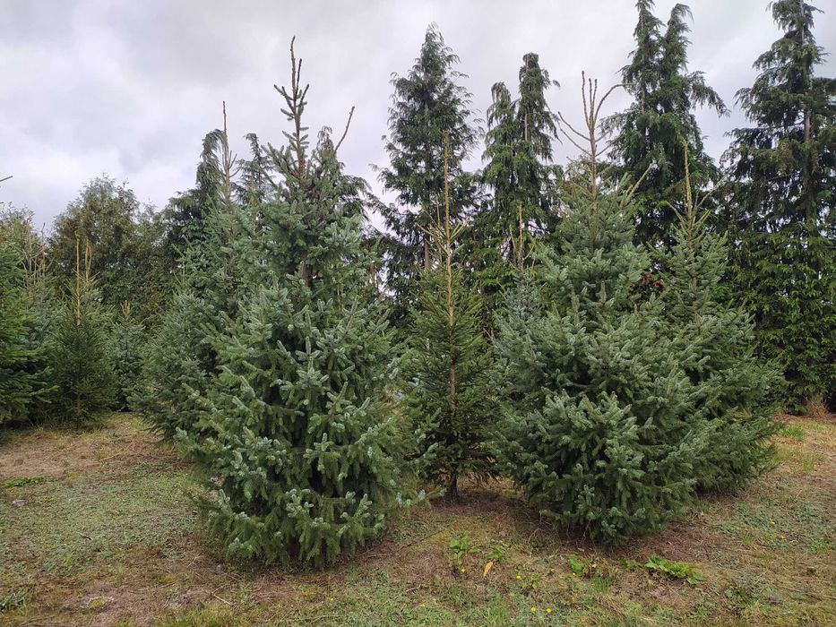 Świerk Serbski (Omorika)