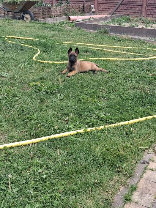 Owczarek belgijski Malinois szczeniaki