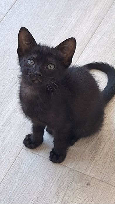 Três gatas para adoção
