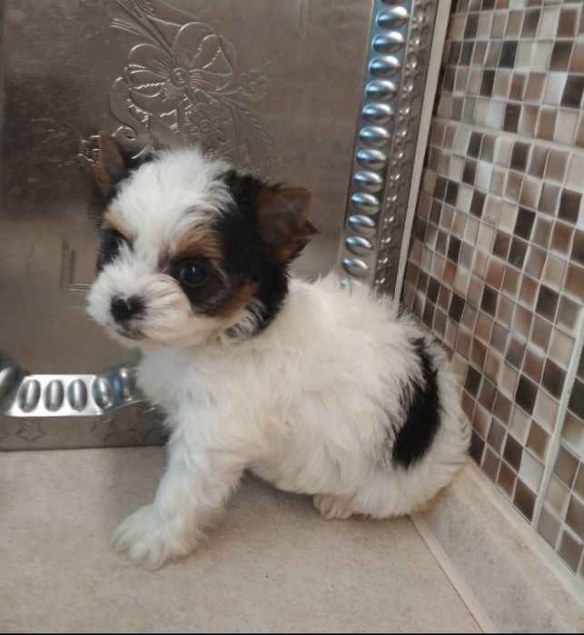 Девочки дівча йорк бивер бівер документи