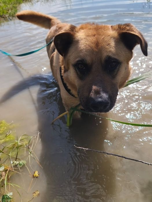 Guliwer w typie labradora do adopcji